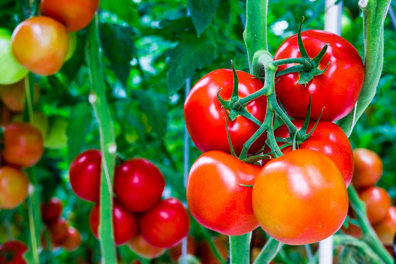 Tomato Plants
