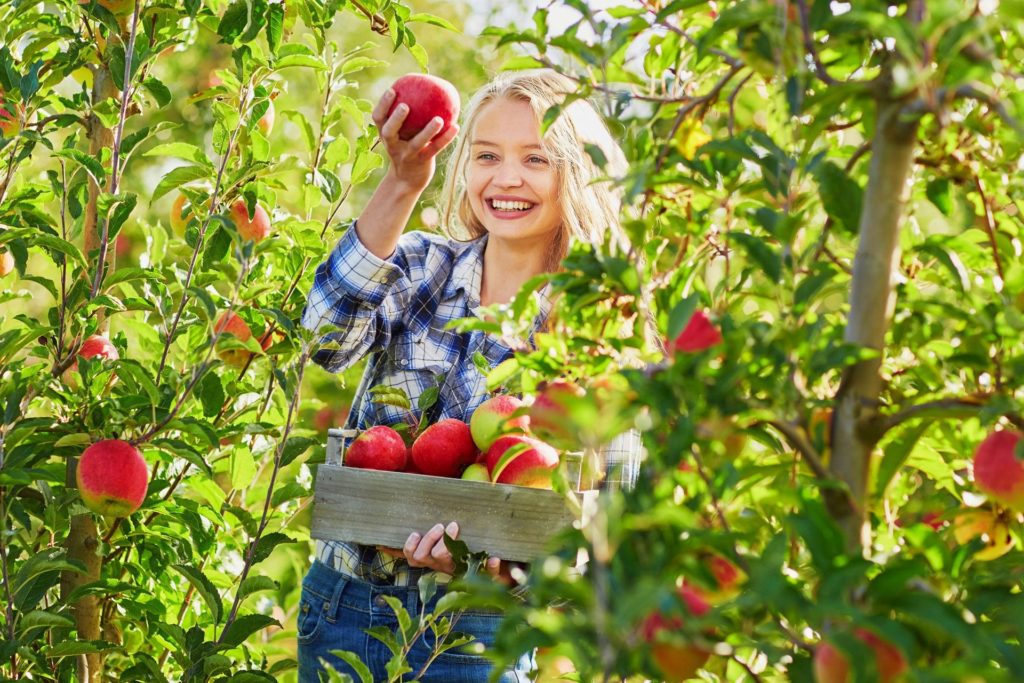 Young woman picking apples